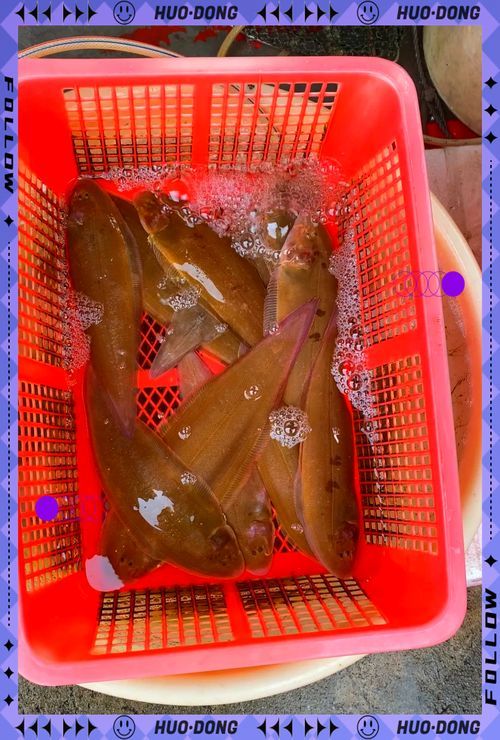 如何判斷沙龍魚是否新鮮（如何判斷沙龍魚新鮮度？）