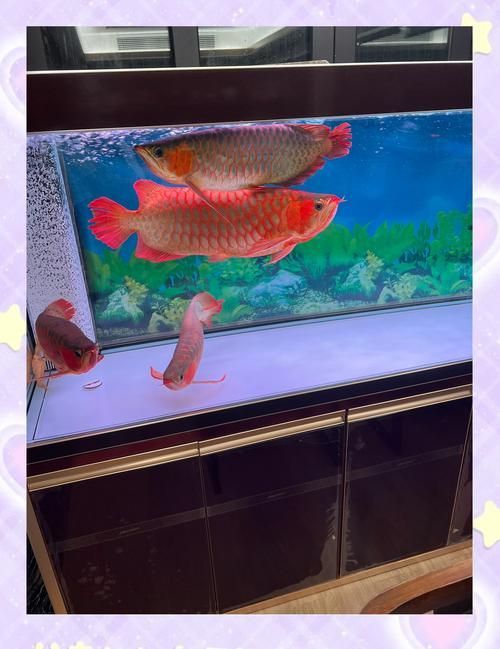 貴池龍魚有哪些獨特品種？（安徽<strong><mark>池州</mark></strong>貴池龍魚（scleropagesformosus）地方性選育品系）