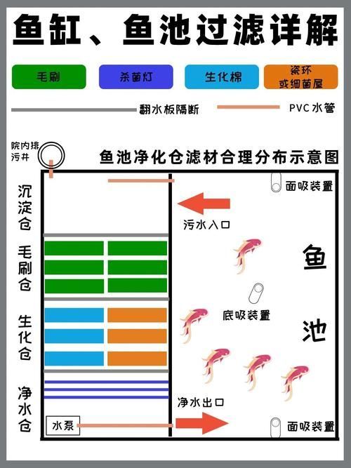 如何預防龍魚感染這三種疾病？（關于龍魚三大常見疾病的預防）