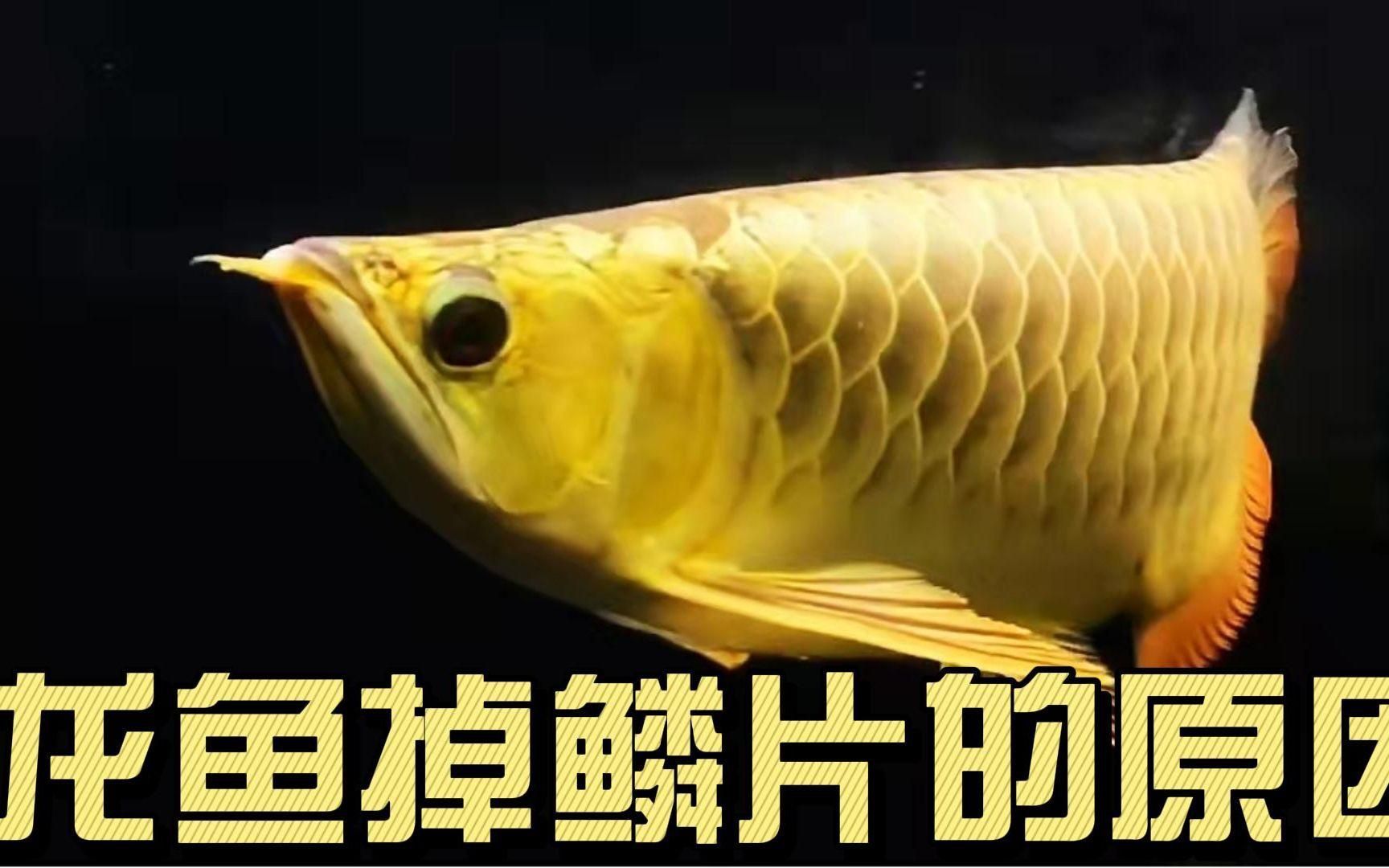 龍魚掉鱗后多久能長出來？（龍魚掉鱗后多久能恢復正常活動）