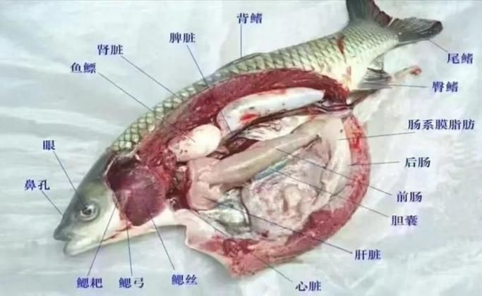 牛心對龍魚有哪些具體危害？（關于牛心對龍魚的具體危害）