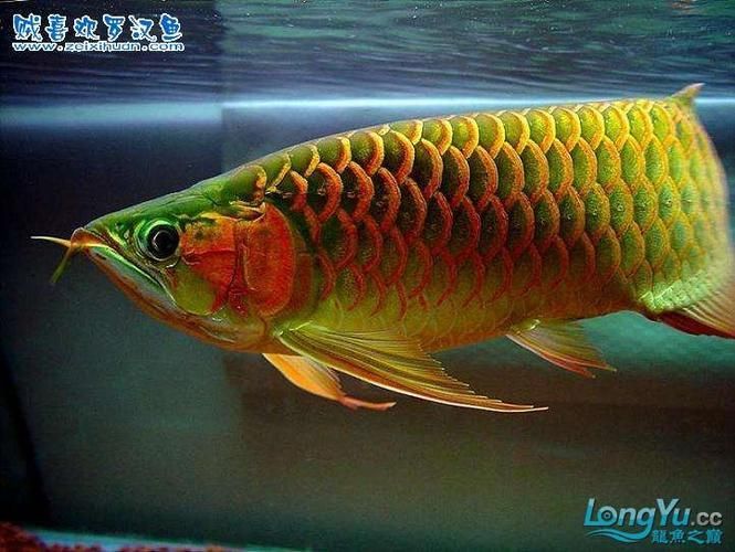 立山龍魚(yú)有哪些獨(dú)特品種？（“立山龍魚(yú)”與“立山龍魚(yú)”的獨(dú)特品種名稱(chēng)需要詳解）