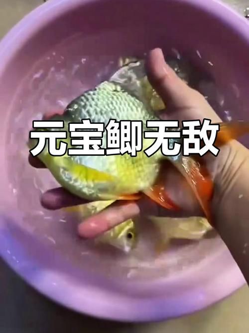 元寶鯽和龍魚混養(yǎng)會(huì)有哪些風(fēng)險(xiǎn)？（元寶鯽與龍魚混養(yǎng)的五大風(fēng)險(xiǎn)）