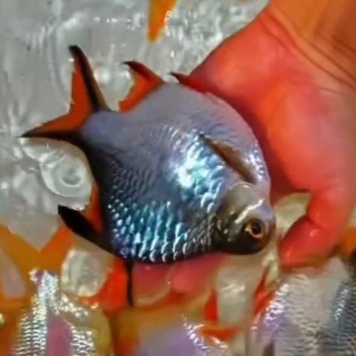 元寶鯽和龍魚混養(yǎng)會(huì)有哪些風(fēng)險(xiǎn)？（元寶鯽與龍魚混養(yǎng)的五大風(fēng)險(xiǎn)）
