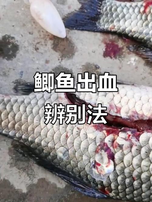 元寶鯽和龍魚混養(yǎng)會(huì)有哪些風(fēng)險(xiǎn)？（元寶鯽與龍魚混養(yǎng)的五大風(fēng)險(xiǎn)）