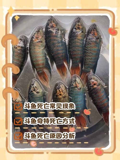 元寶鯽和龍魚混養(yǎng)會(huì)有哪些風(fēng)險(xiǎn)？（元寶鯽與龍魚混養(yǎng)的五大風(fēng)險(xiǎn)）