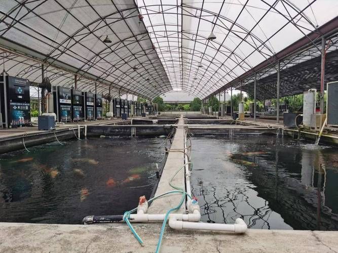 順德龍魚的價格一般是多少？（順德龍魚市場價格呈金字塔結(jié)構(gòu)：底層為大眾可接受的優(yōu)質(zhì)金龍、紅龍）
