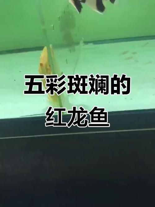 如何區分紅龍魚的檔次？（紅龍魚價格指南奶球喵喵的小窩,紅龍魚選購checklist）