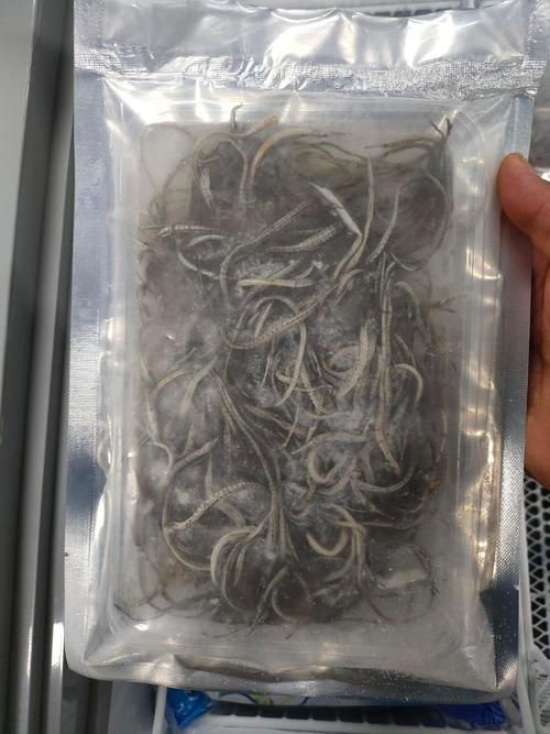 推薦一些海龍魚的高清圖片資源（海洋生物海龍魚的高清圖片）