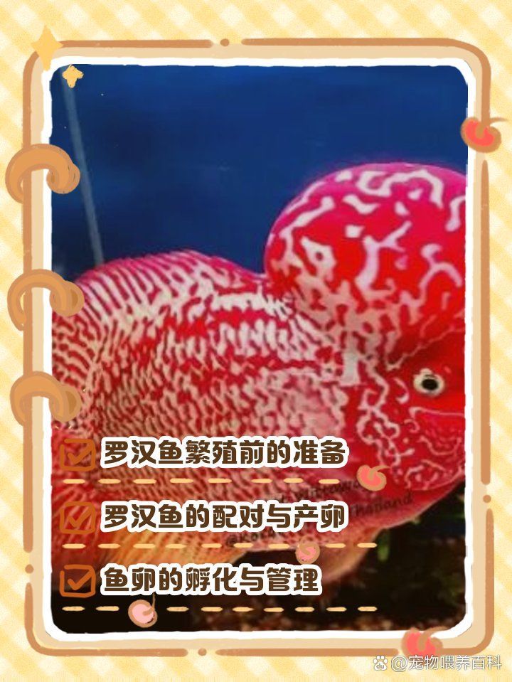 廣東祥龍魚場羅漢魚的繁殖方法（廣東祥龍魚場羅漢魚繁殖全過程）