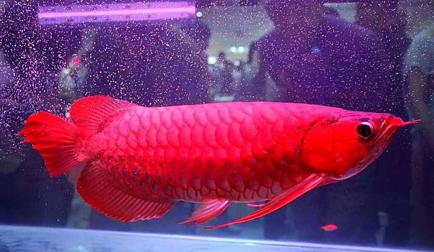 鑫淼龍錦園度假村的龍魚價格如何？（淼龍錦園度假村的龍魚價格）