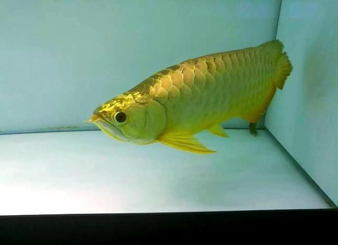 鑫淼龍錦園度假村的龍魚價格如何？（淼龍錦園度假村的龍魚價格）
