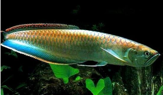 鑫淼龍錦園度假村的龍魚價格如何？（淼龍錦園度假村的龍魚價格）