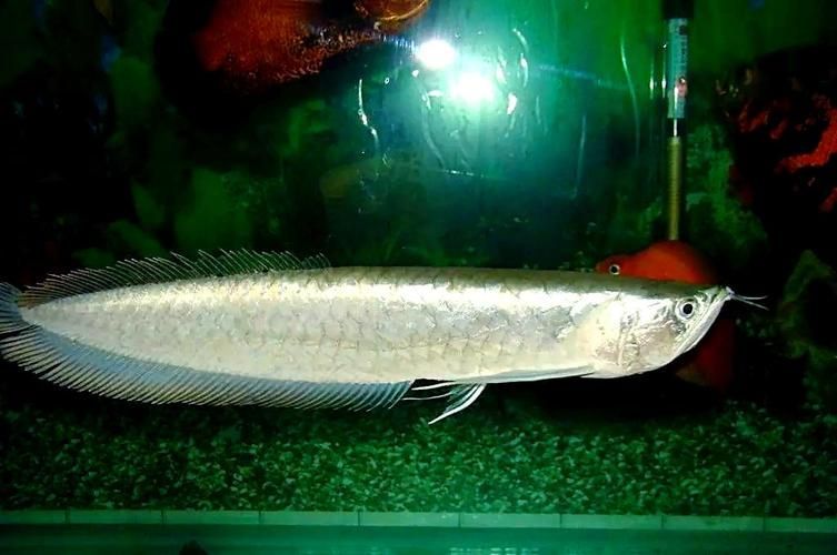 鑫淼龍錦園度假村的龍魚價格如何？（淼龍錦園度假村的龍魚價格）
