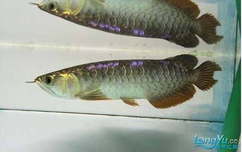 如何判斷龍魚斷尾是否完全恢復(fù)？（龍魚斷尾恢復(fù)前后對比圖）
