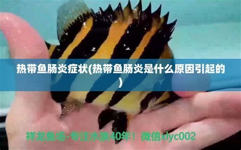雷龍魚得腸炎的表現（雷龍魚得腸炎的表現詳解）