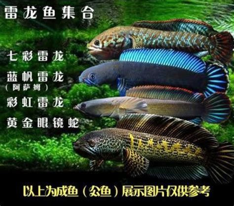 雷龍魚得腸炎的表現（雷龍魚得腸炎的表現詳解）