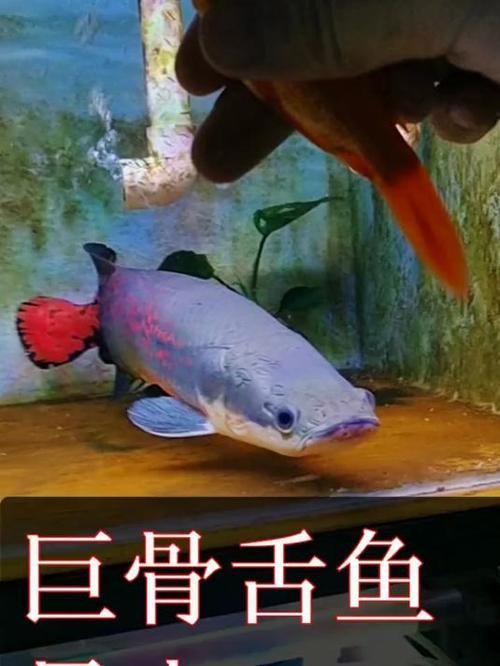 有哪些魚(yú)和龍魚(yú)類似但可以食用？（哪些魚(yú)與龍魚(yú)類似但不可食用）