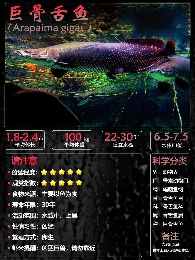 有哪些魚(yú)和龍魚(yú)類似但可以食用？（哪些魚(yú)與龍魚(yú)類似但不可食用）