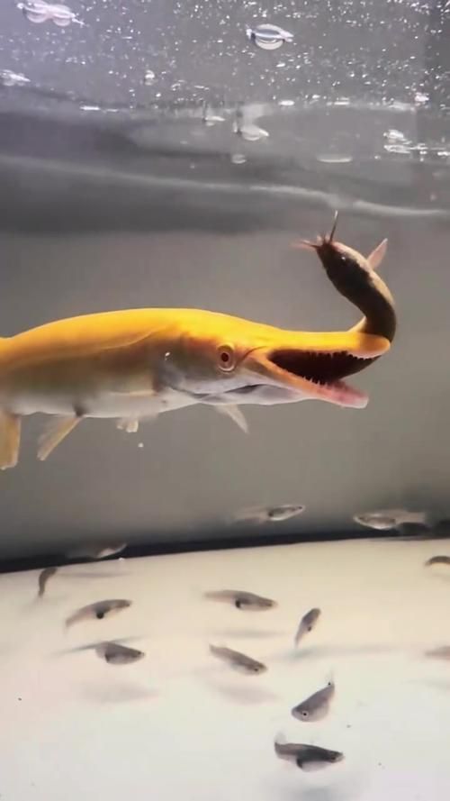 有哪些魚(yú)和龍魚(yú)類似但可以食用？（哪些魚(yú)與龍魚(yú)類似但不可食用）