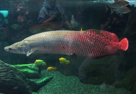 有哪些魚(yú)和龍魚(yú)類似但可以食用？（哪些魚(yú)與龍魚(yú)類似但不可食用）