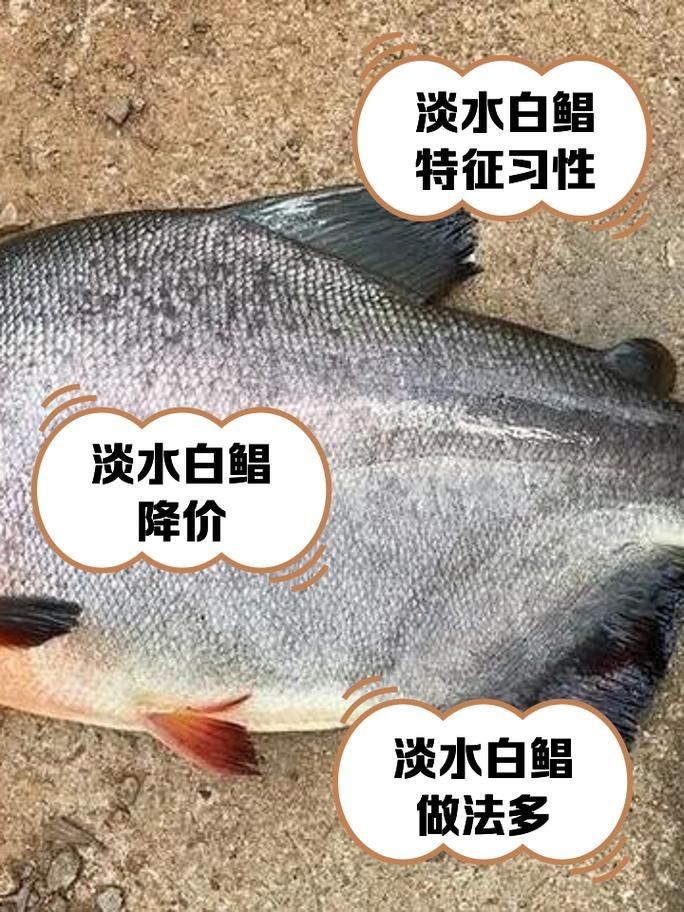 有哪些魚(yú)和龍魚(yú)類似但可以食用？（哪些魚(yú)與龍魚(yú)類似但不可食用）