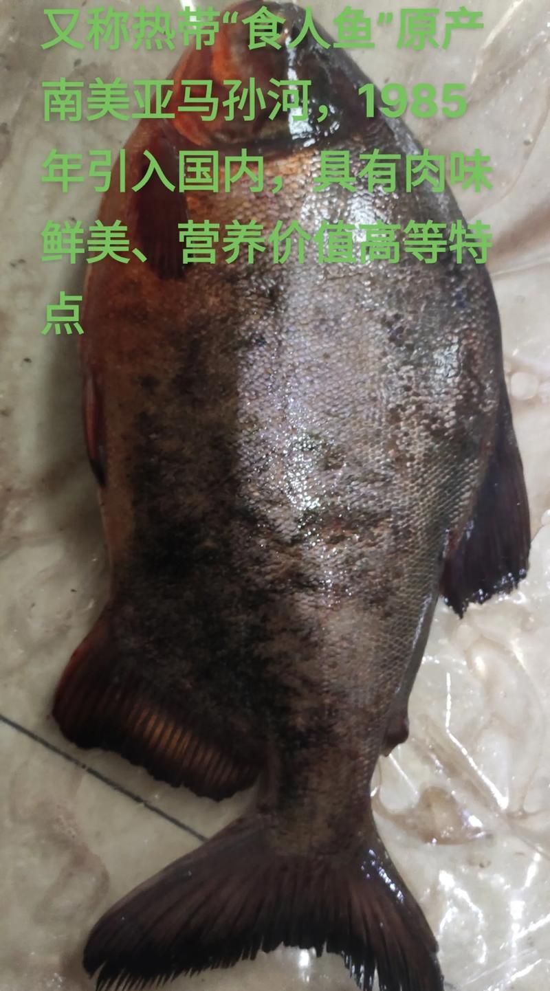 有哪些魚(yú)和龍魚(yú)類似但可以食用？（哪些魚(yú)與龍魚(yú)類似但不可食用）