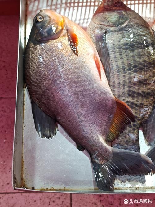 有哪些魚(yú)和龍魚(yú)類似但可以食用？（哪些魚(yú)與龍魚(yú)類似但不可食用）