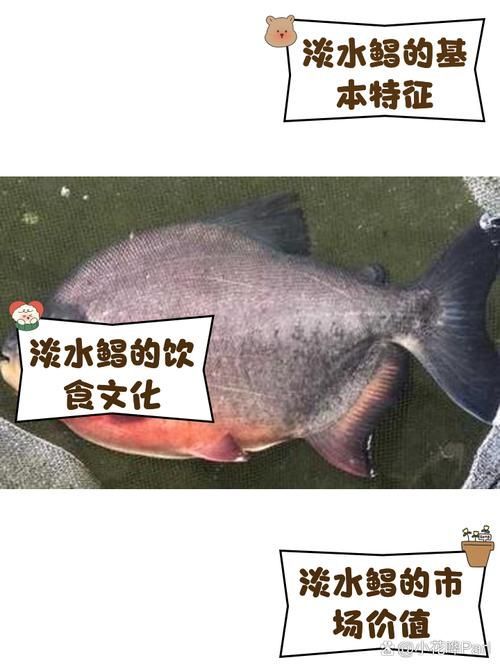 有哪些魚(yú)和龍魚(yú)類似但可以食用？（哪些魚(yú)與龍魚(yú)類似但不可食用）