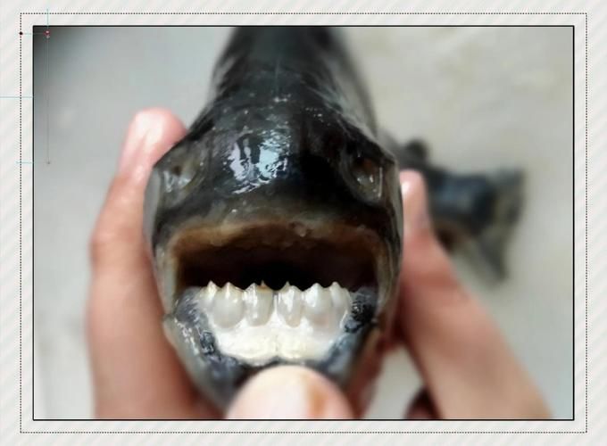 有哪些魚(yú)和龍魚(yú)類似但可以食用？（哪些魚(yú)與龍魚(yú)類似但不可食用）