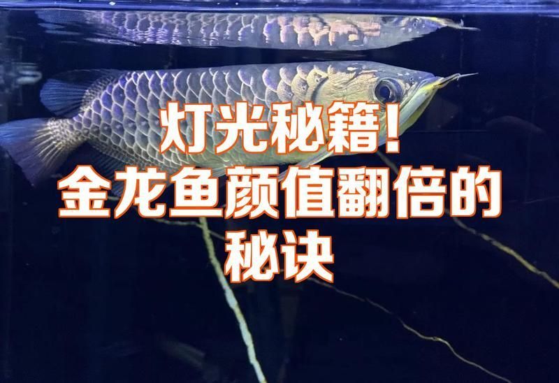 如何安全地使用龍魚燈？（如何安全使用龍魚燈）