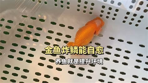 金魚身上受傷了會自愈嗎（關(guān)于金魚受傷后的自愈情況的一些要點）