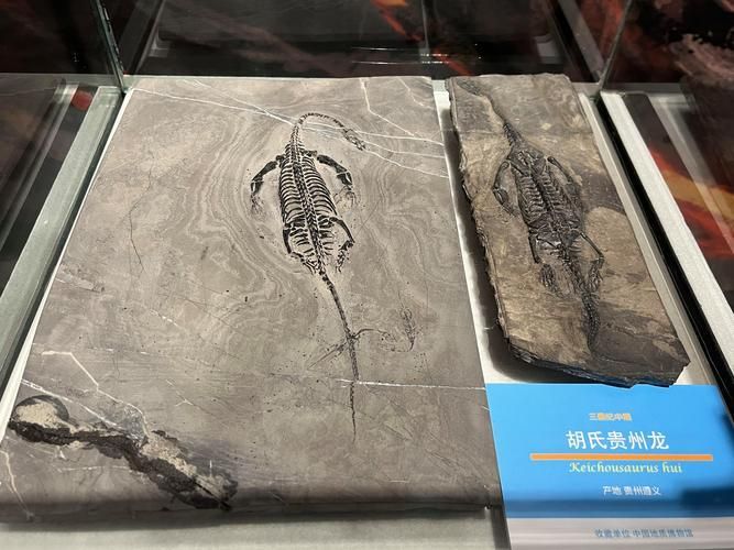 居巢龍魚的產地在哪里？（安徽巢湖魚龍動物群專題展，居巢龍魚并非現代生物）