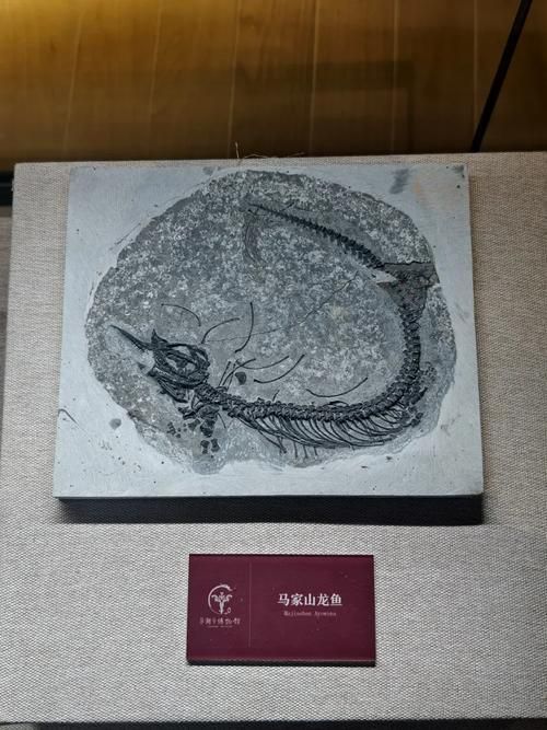 居巢龍魚的產地在哪里？（安徽巢湖魚龍動物群專題展，居巢龍魚并非現代生物）