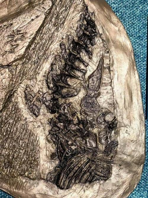 居巢龍魚的產地在哪里？（安徽巢湖魚龍動物群專題展，居巢龍魚并非現代生物）