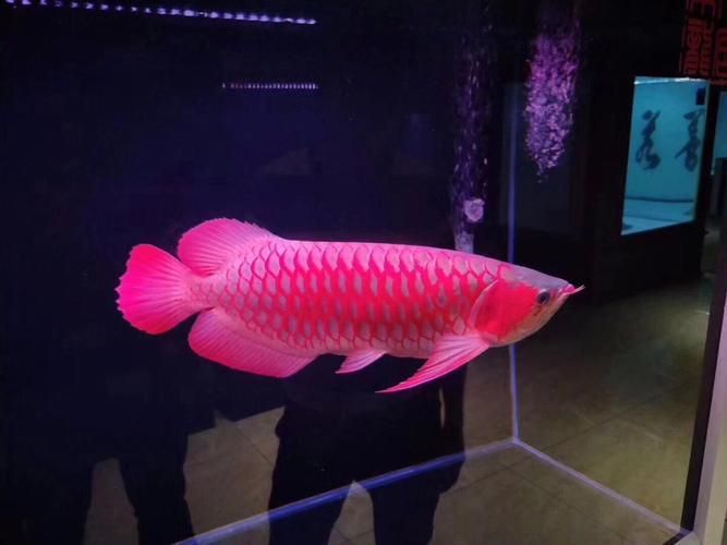 祥龍魚場哪個市的產量最高？（祥龍魚場產量定位）