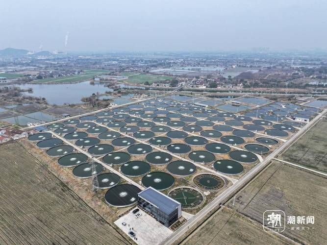 祥龍魚場哪個市的產量最高？（祥龍魚場產量定位）