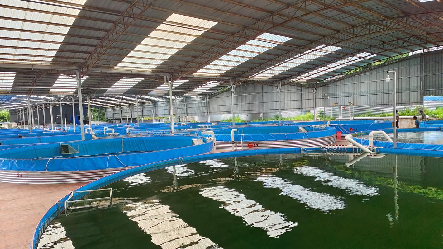 祥龍魚場哪個市的產量最高？（祥龍魚場產量定位）