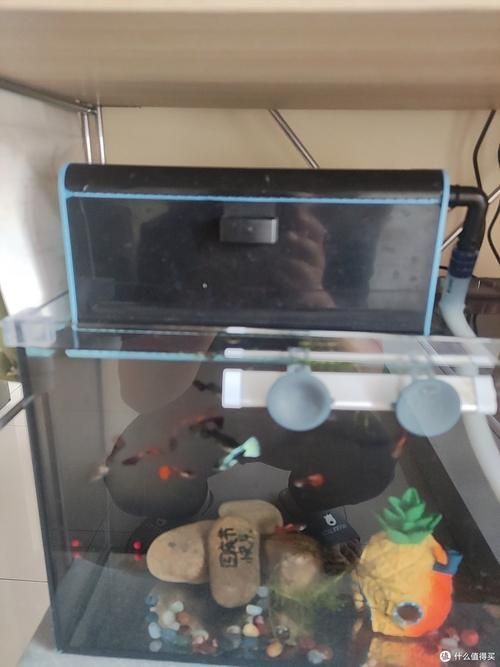 如何改善六角恐龍魚的水質？（六角恐龍魚水質管理）