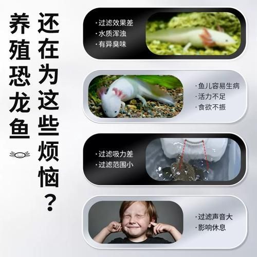 如何改善六角恐龍魚的水質？（六角恐龍魚水質管理）