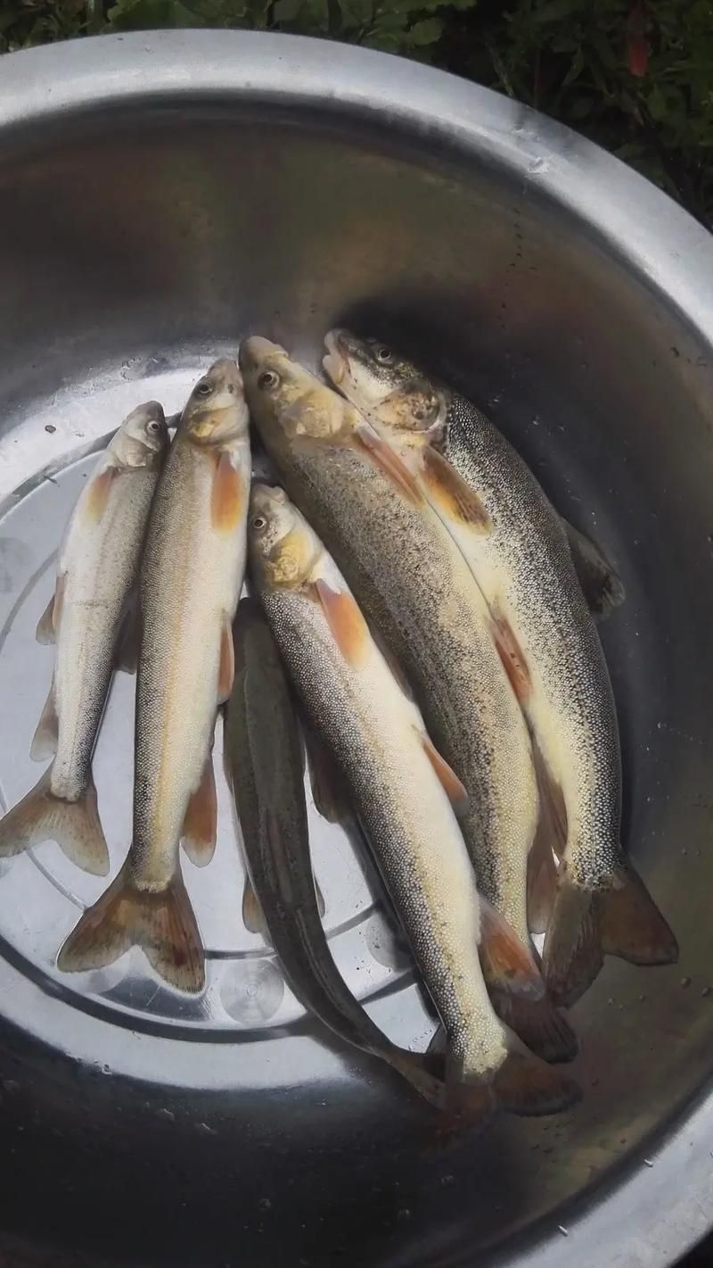 如何判斷拉薩龍魚是否新鮮？（如何判斷“拉薩龍魚”是否新鮮）
