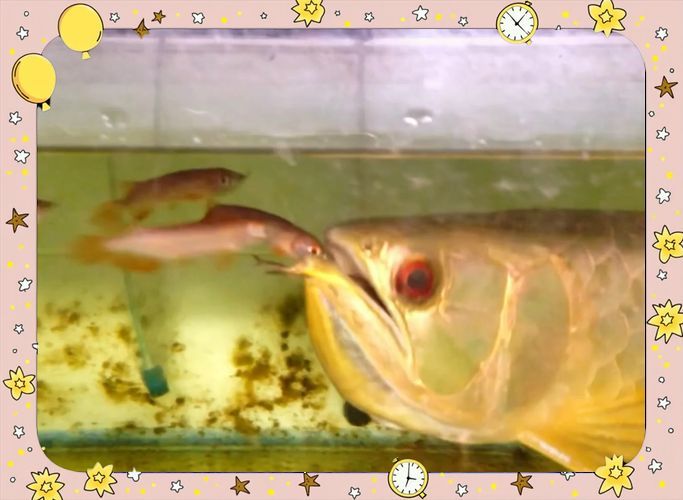 福泉龍魚的繁殖和飼養成本高嗎？（養殖福泉龍魚的基本要求）