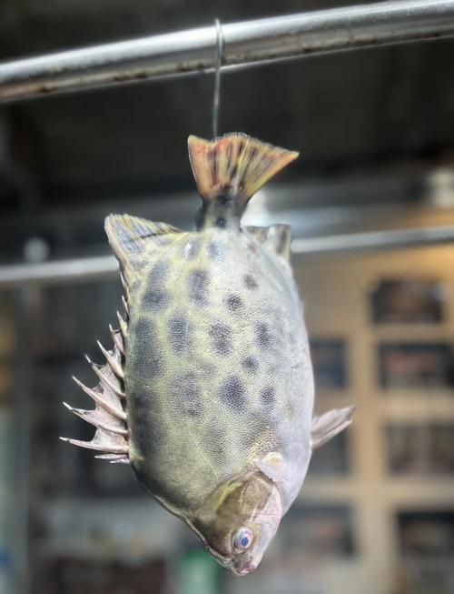 非洲金鼓魚需要多大的魚缸？（非洲金鼓魚的飼養(yǎng)）