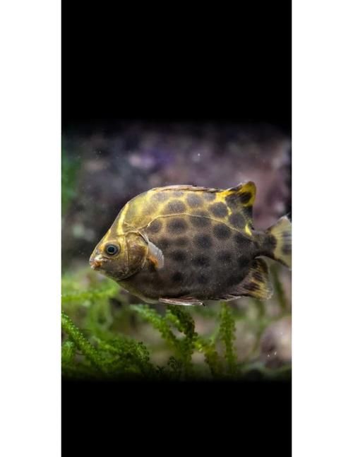 非洲金鼓魚需要多大的魚缸？（非洲金鼓魚的飼養(yǎng)）