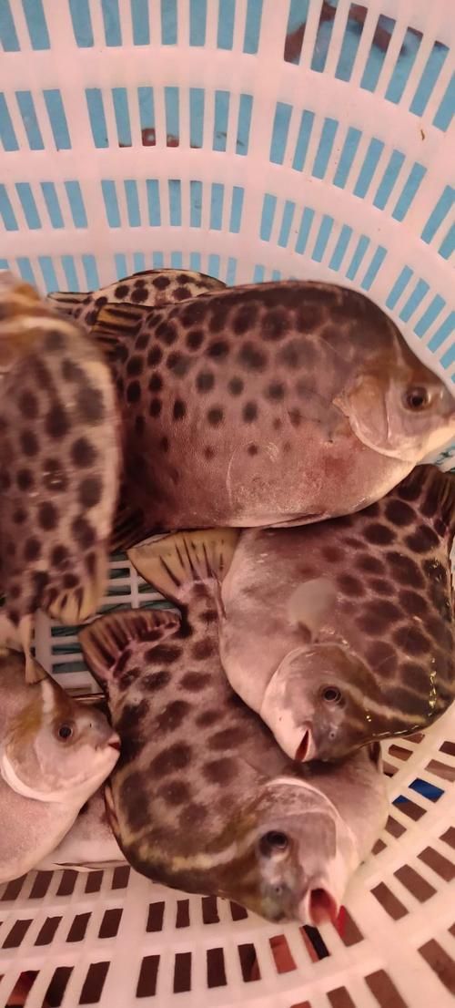 非洲金鼓魚需要多大的魚缸？（非洲金鼓魚的飼養(yǎng)）