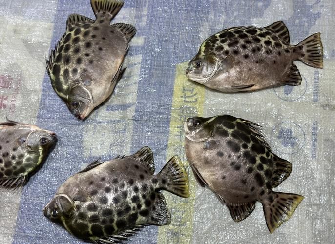 非洲金鼓魚需要多大的魚缸？（非洲金鼓魚的飼養(yǎng)）