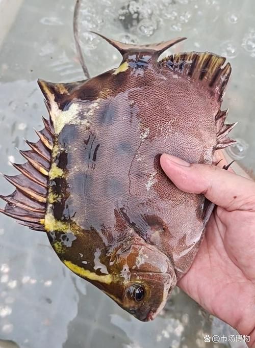 非洲金鼓魚需要多大的魚缸？（非洲金鼓魚的飼養(yǎng)）