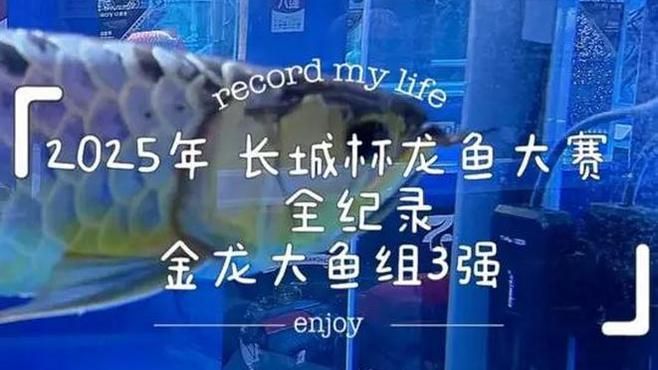 2025年長城杯龍魚大賽有哪些組別？（2025年長城杯龍魚大賽全紀錄(美鱗龍魚診所）