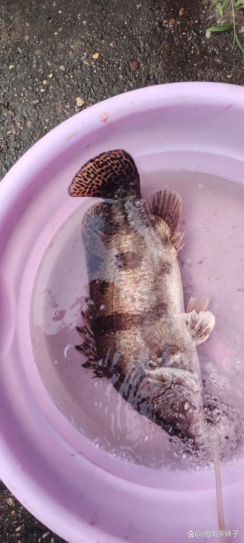 貴池龍魚有哪些知名品牌？（安徽池州市貴池龍魚養殖品牌信息已完整揭示“秋浦花鱖”）