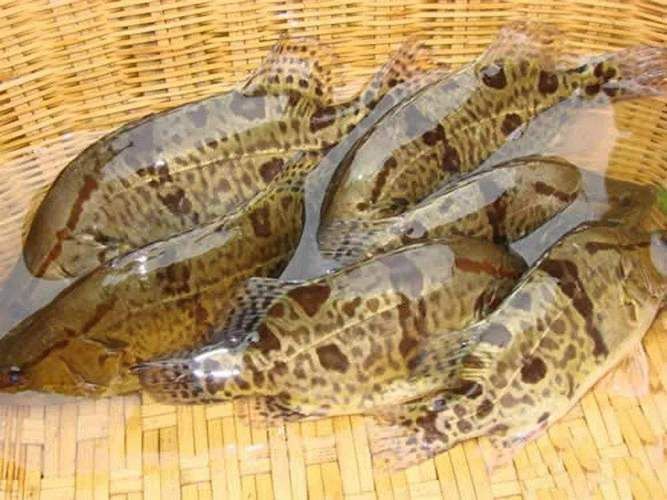 貴池龍魚有哪些知名品牌？（安徽<strong><mark>池州</mark></strong>市貴池龍魚養殖品牌信息已完整揭示“秋浦花鱖”）